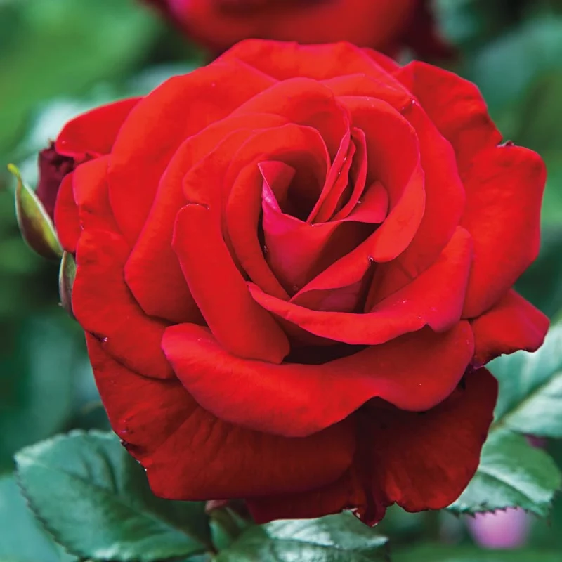 Drop Dead Red™ Floribunda Rose - Image 3