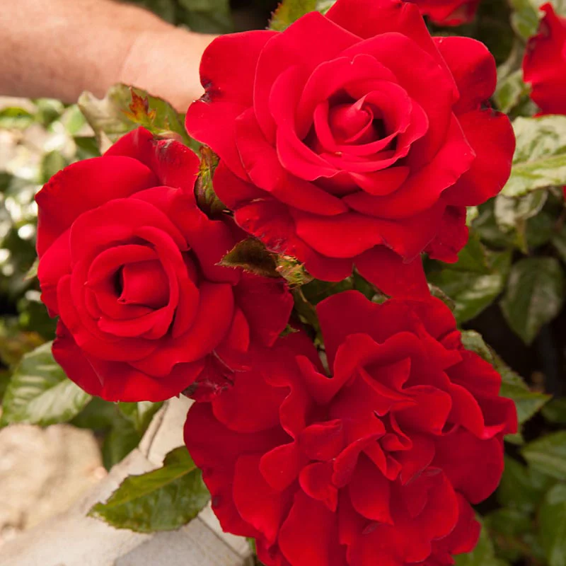 Drop Dead Red™ Floribunda Rose - Image 4