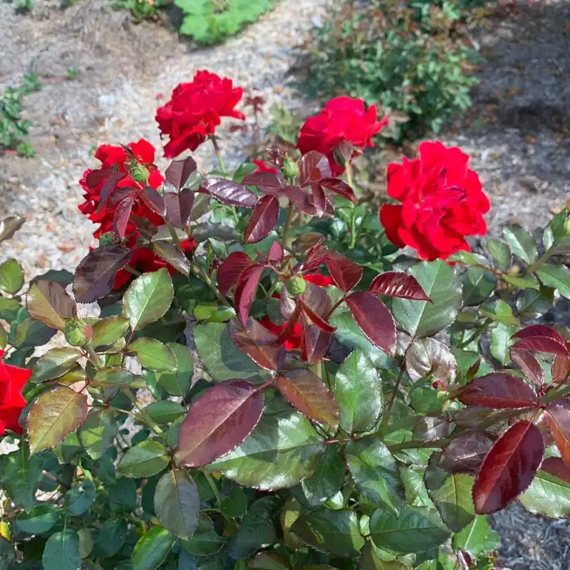 Drop Dead Red™ Floribunda Rose - Image 5