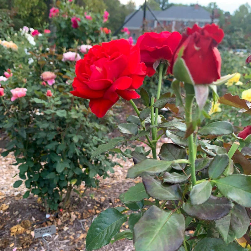 Drop Dead Red™ Floribunda Rose - Image 6