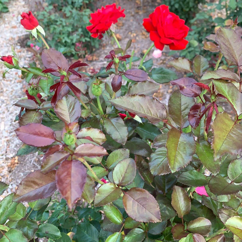 Drop Dead Red™ Floribunda Rose - Image 7
