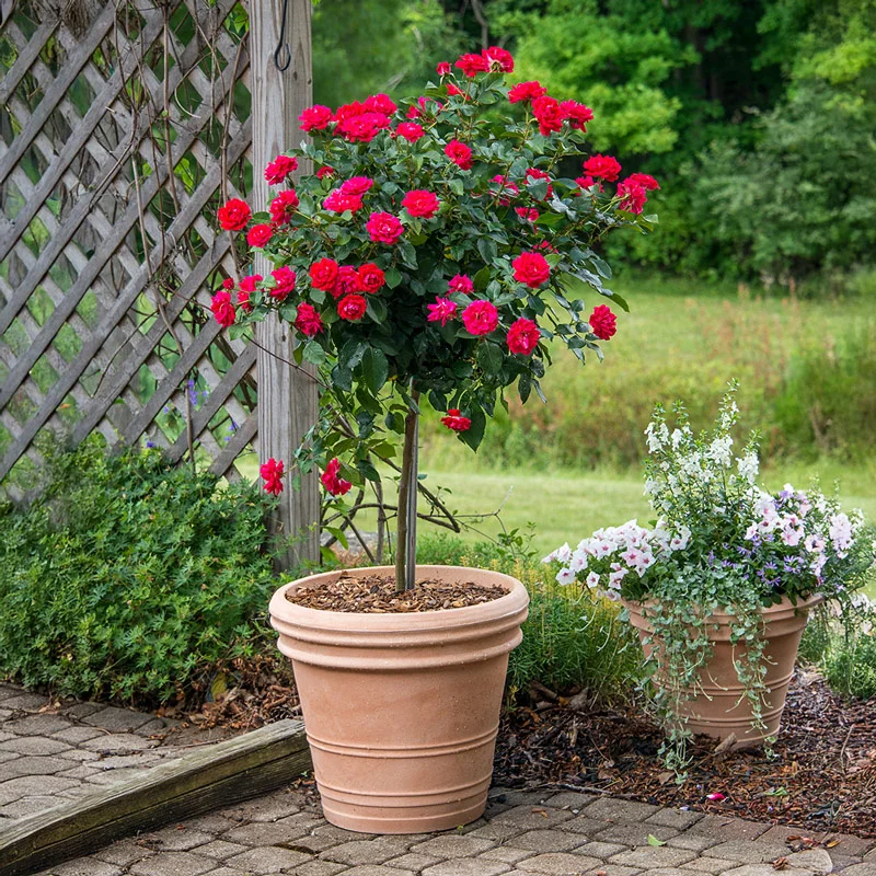 Drop Dead Red™ Tree Rose