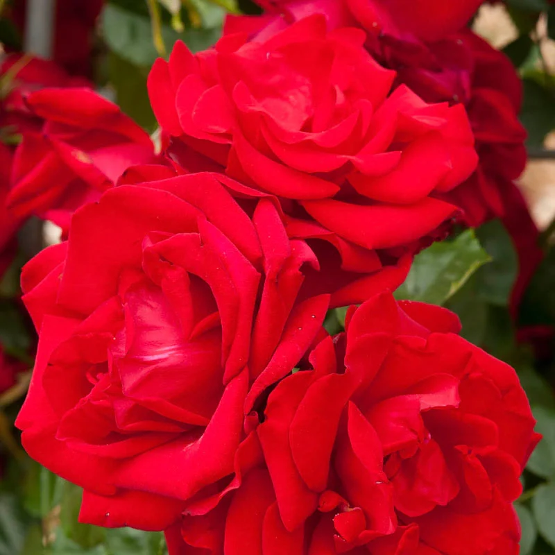 Dublin Bay Climbing Rose - Image 3