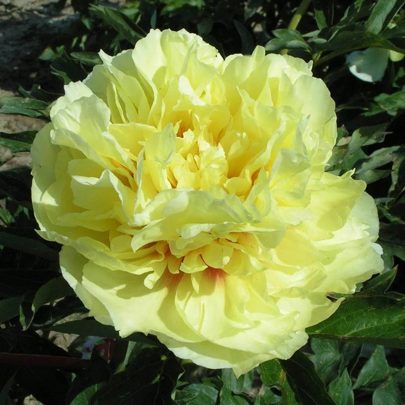 Duchesse de Lorraine Itoh Peony - Image 3