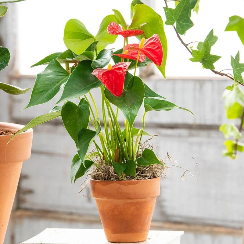 Dutch Red Anthurium - Image 2