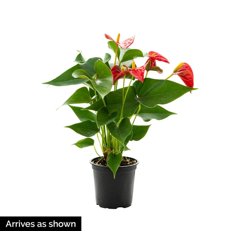 Dutch Red Anthurium - Image 3