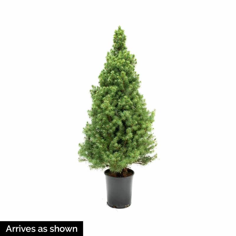 Dwarf Alberta Spruce - Image 2