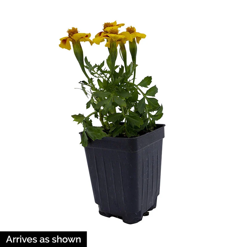 Dwarf Jaguar Marigold - Image 2