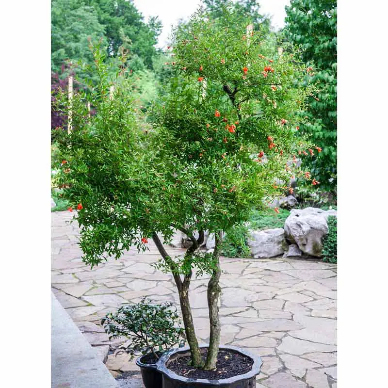 Dwarf Pomegranate Tree - Image 2