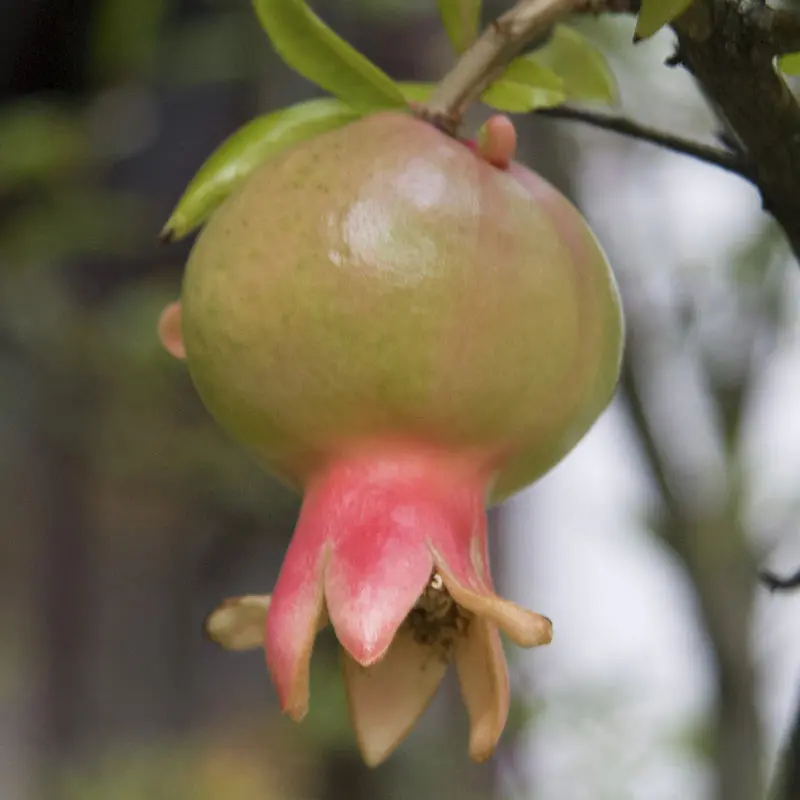 Dwarf Pomegranate Tree - Image 3