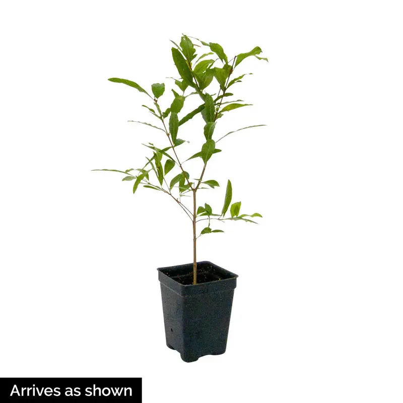 Dwarf Pomegranate Tree - Image 4