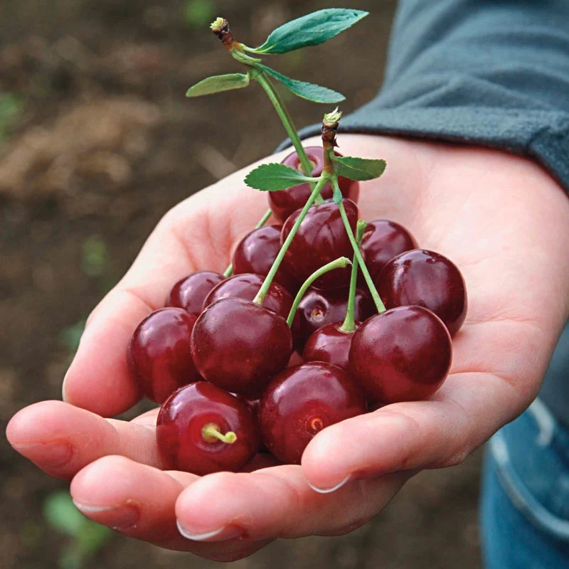 Romeo™ Dwarf Cherry Tree - Image 3