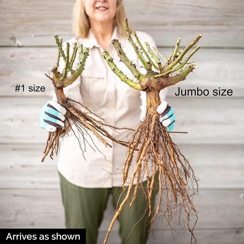 Romeo™ Dwarf Cherry Tree - Image 4