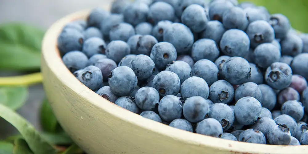 Tophat Patio Blueberry - Image 2