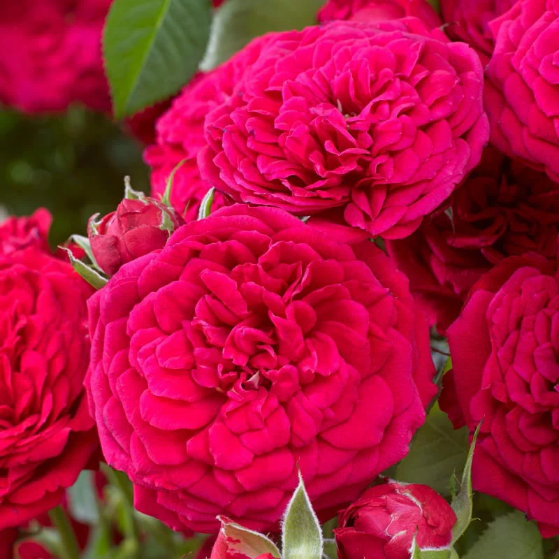 Dynamite Bam!™ Rose