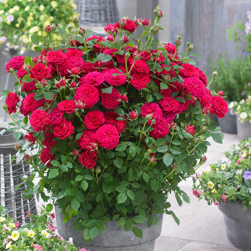 Dynamite Bam!™ Rose - Image 2