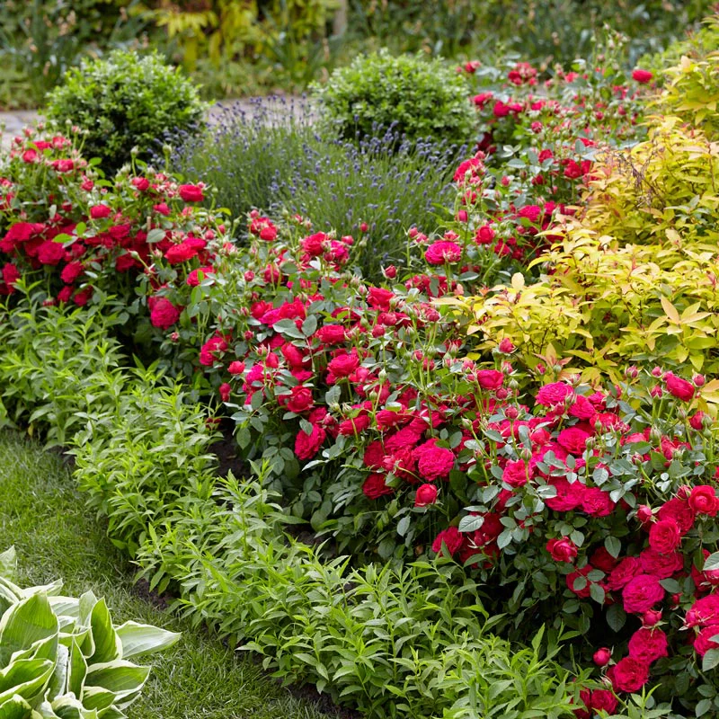 Dynamite Bam!™ Rose - Image 3