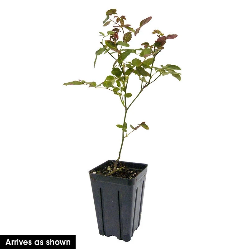 Dynamite Bam!™ Rose - Image 4