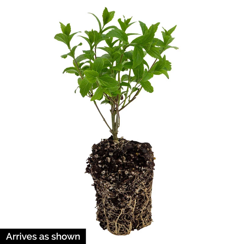 Early Amethyst Japanese Beautyberry - Image 2