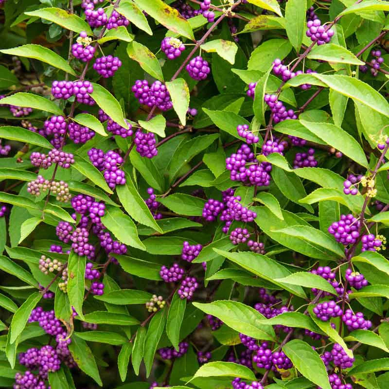 Early Amethyst Japanese Beautyberry - Image 3