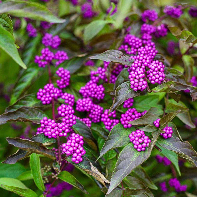 Early Amethyst Japanese Beautyberry - Image 4
