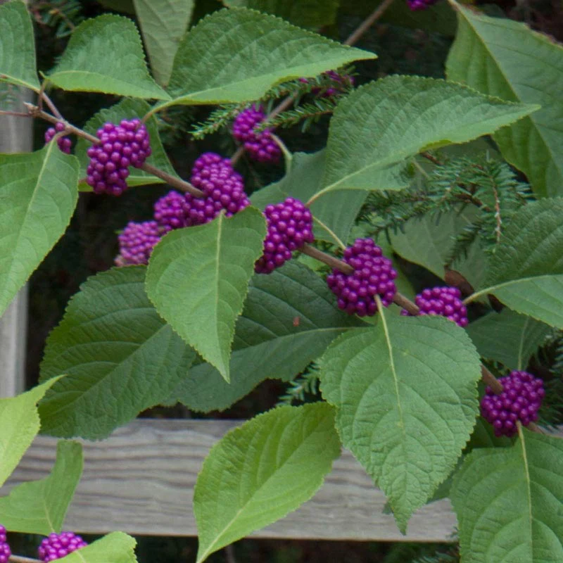 Early Amethyst Japanese Beautyberry - Image 5