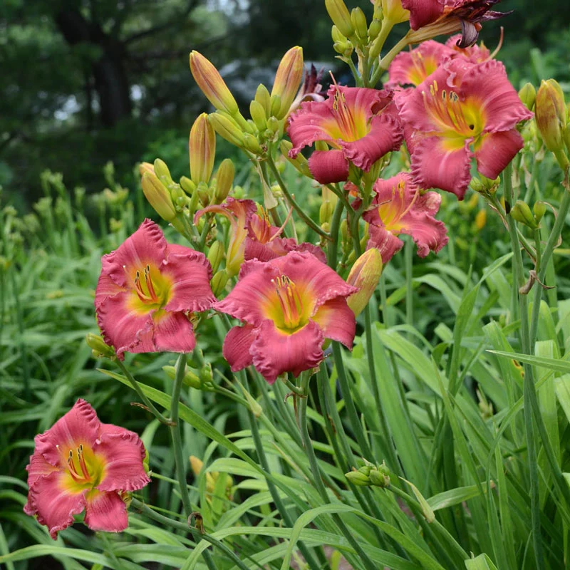 Earlybird Cardinal™ Reblooming Daylily - Image 2