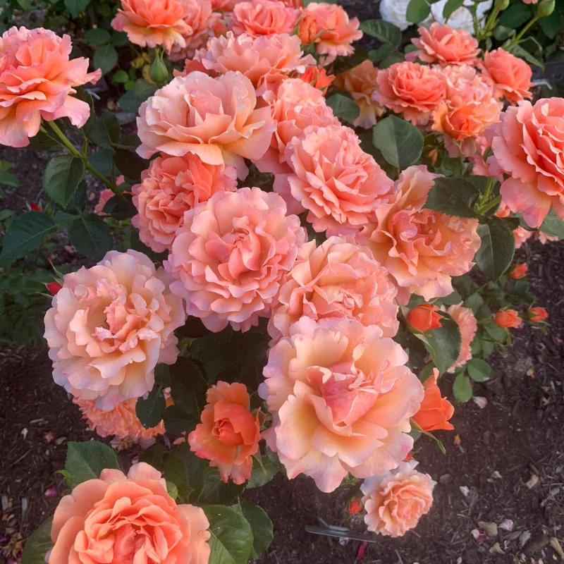 Easy Does It® Floribunda Rose - Image 10