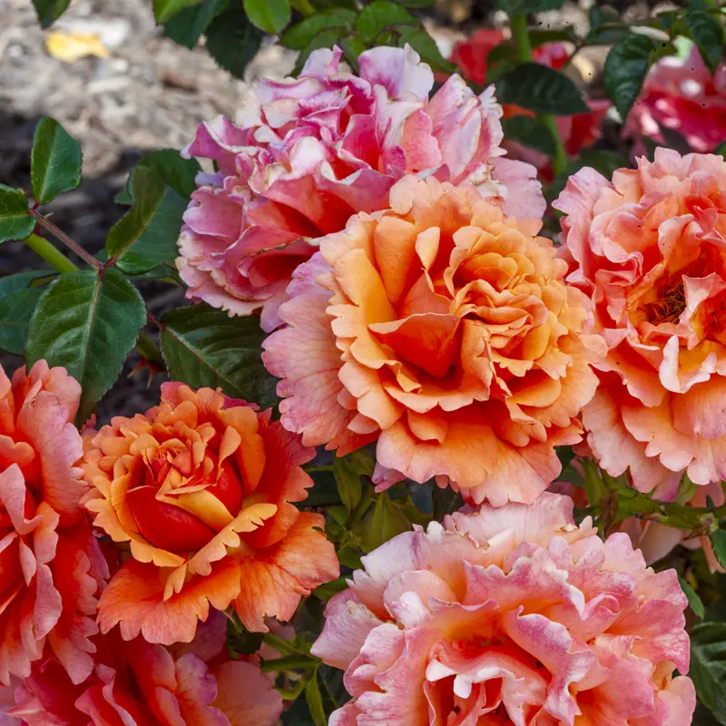 Easy Does It® Floribunda Rose - Image 11