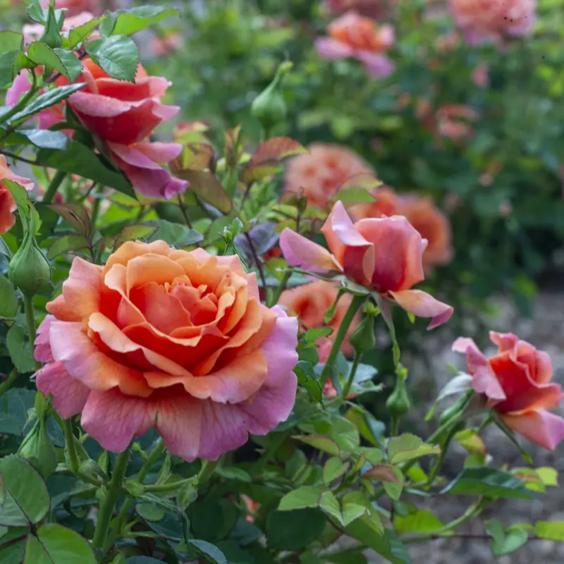 Easy Does It® Floribunda Rose - Image 12