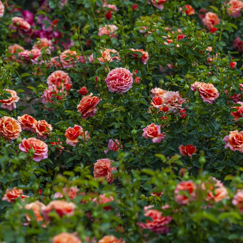 Easy Does It® Floribunda Rose - Image 13