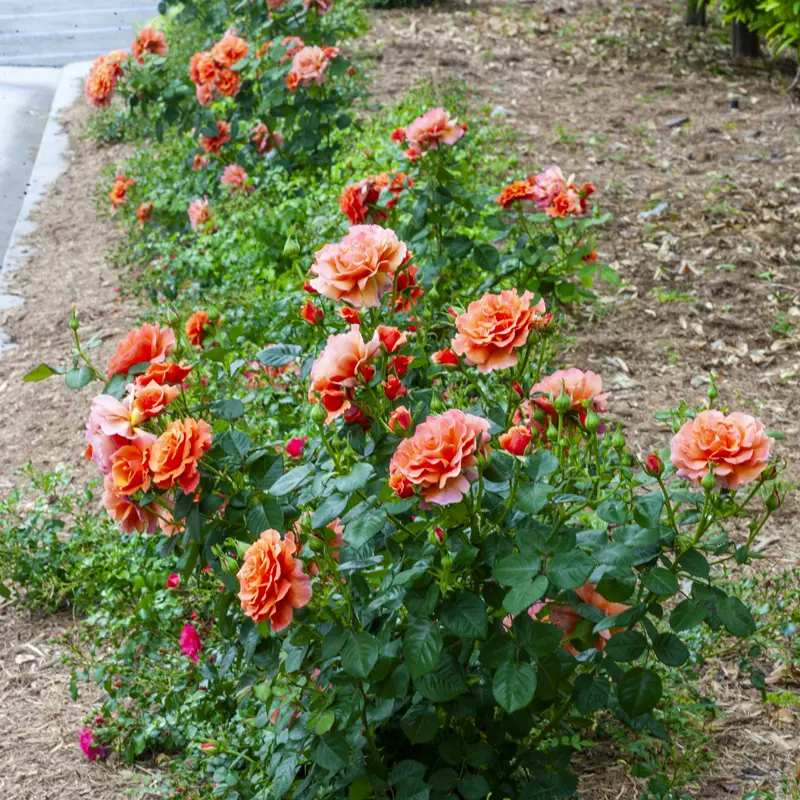 Easy Does It® Floribunda Rose - Image 14