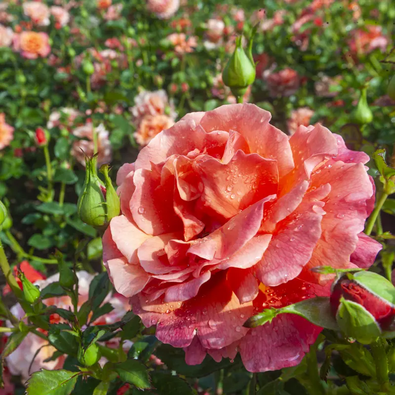 Easy Does It® Floribunda Rose - Image 15