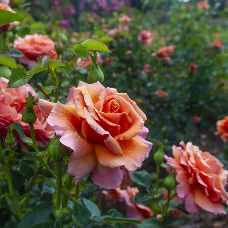 Easy Does It® Floribunda Rose - Image 16