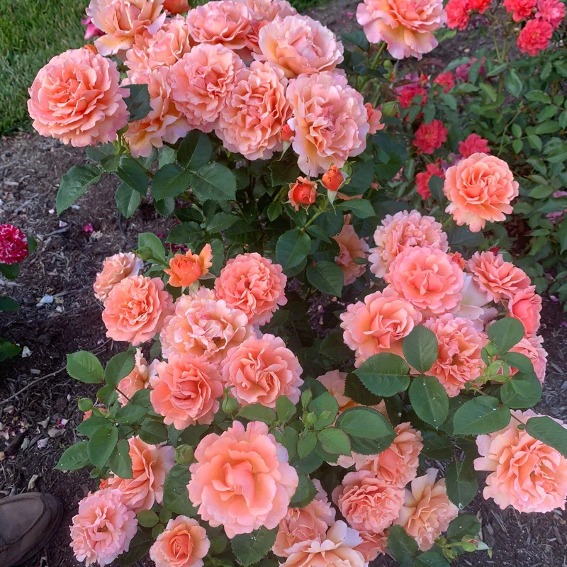 Easy Does It® Floribunda Rose - Image 6
