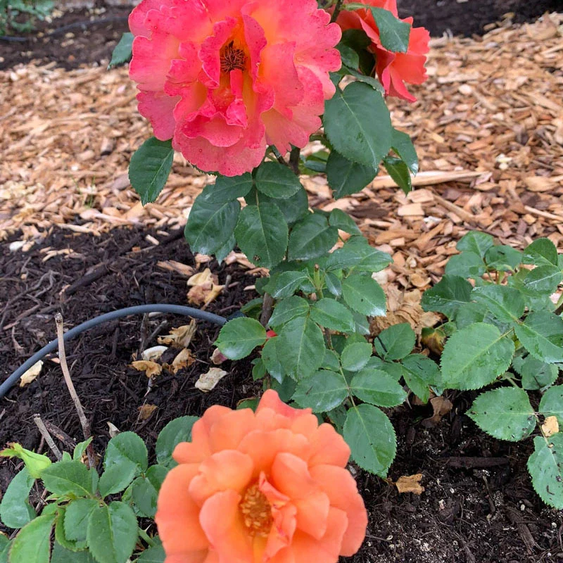 Easy Does It® Floribunda Rose - Image 8
