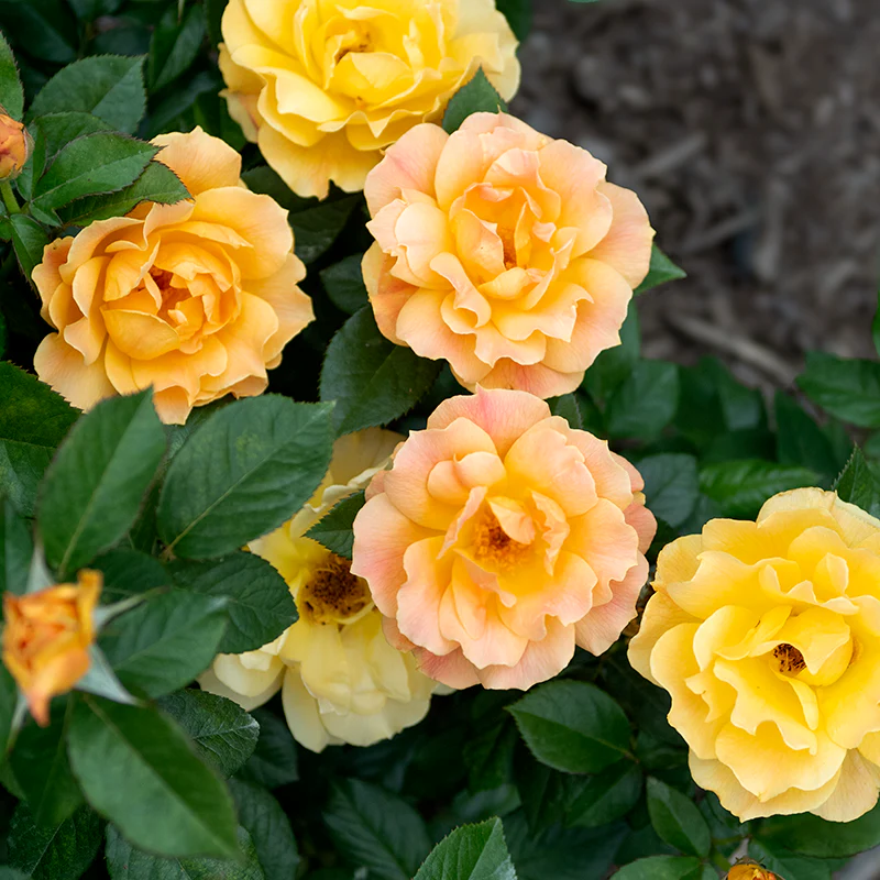 Easy Going™ Floribunda Rose - Image 3