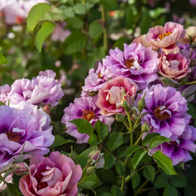 Easy on the Eyes™ Shrub Rose - Image 10
