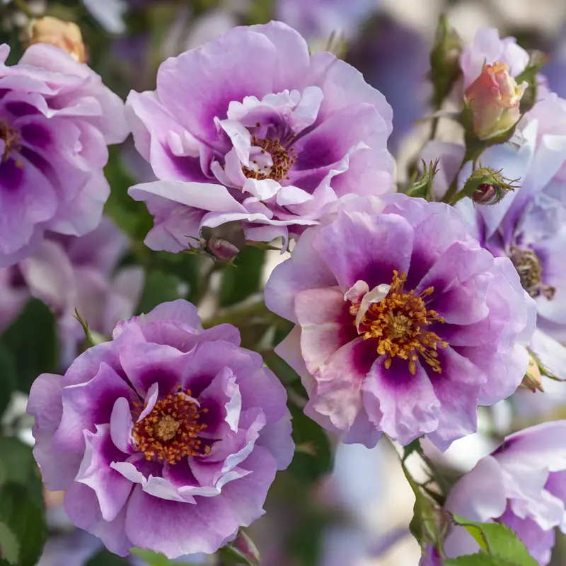 Easy on the Eyes™ Shrub Rose - Image 11