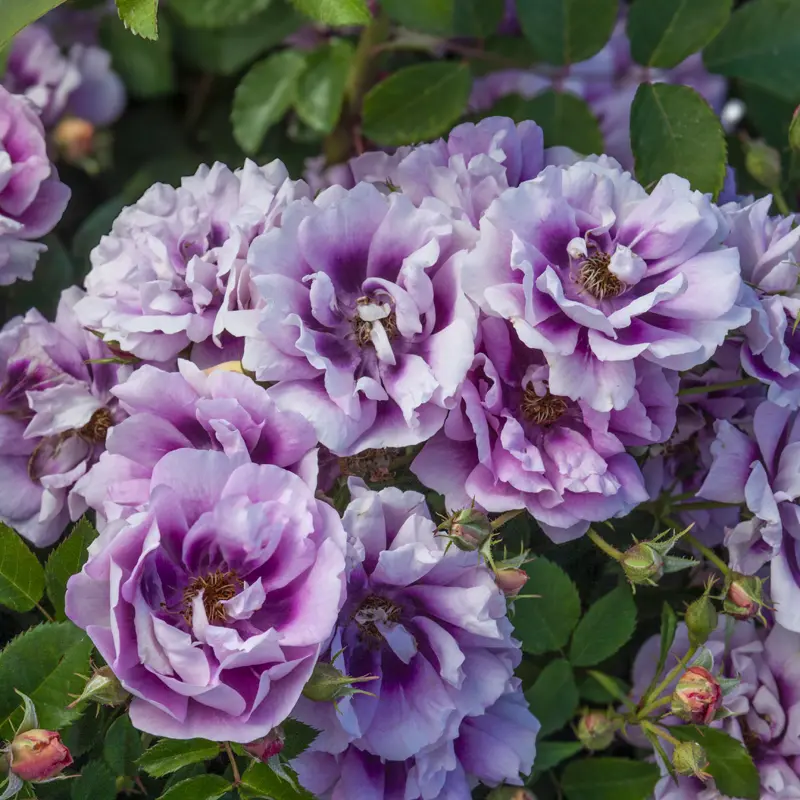 Easy on the Eyes™ Shrub Rose - Image 12