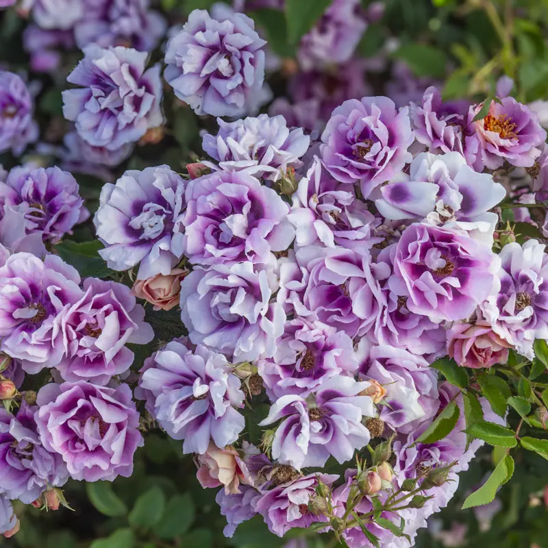 Easy on the Eyes™ Shrub Rose - Image 13