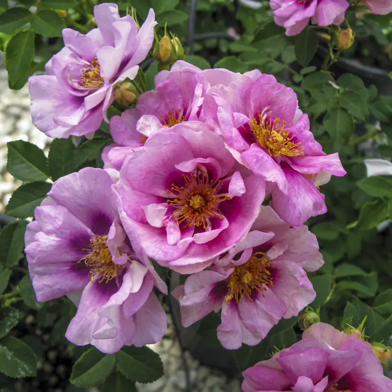 Easy on the Eyes™ Shrub Rose - Image 14