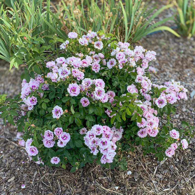Easy on the Eyes™ Shrub Rose - Image 15