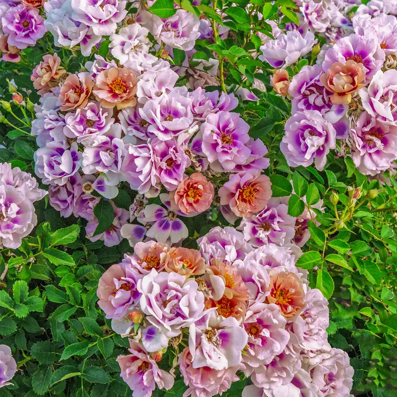 Easy on the Eyes™ Shrub Rose - Image 2