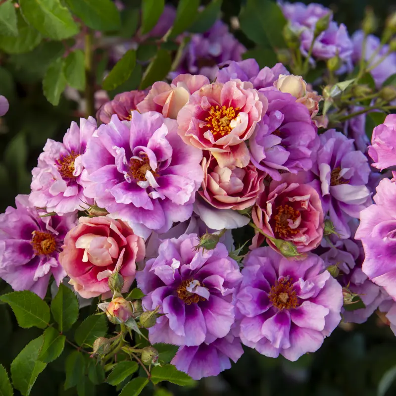 Easy on the Eyes™ Shrub Rose - Image 3