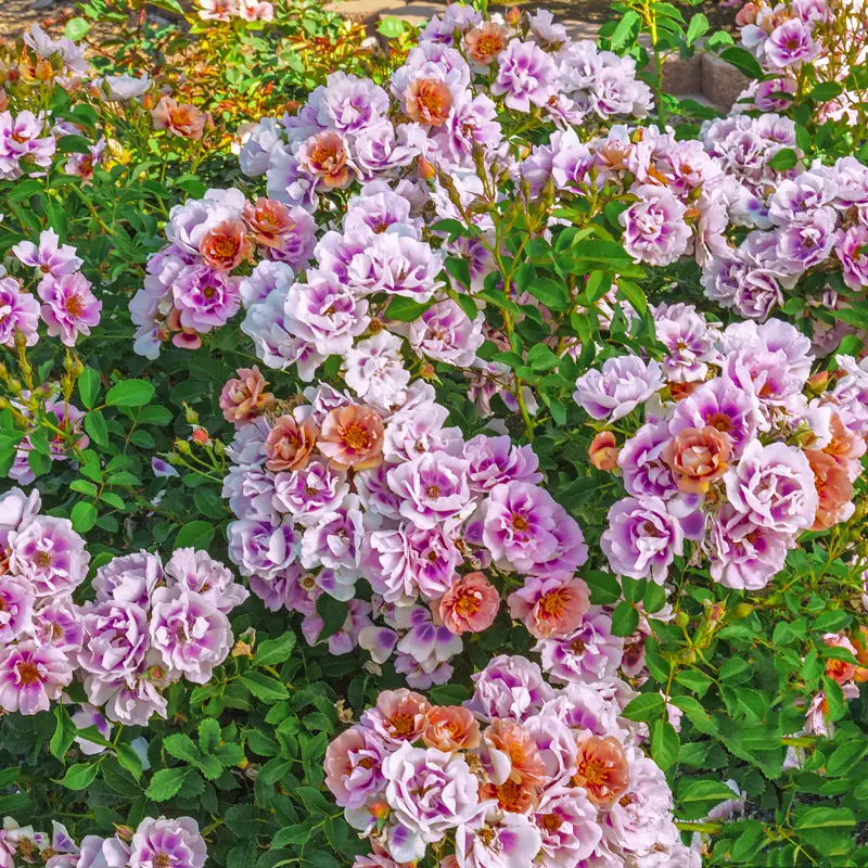 Easy on the Eyes™ Shrub Rose - Image 4