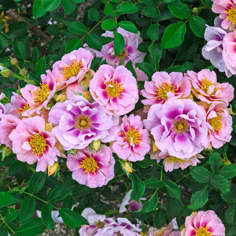 Easy on the Eyes™ Shrub Rose - Image 7