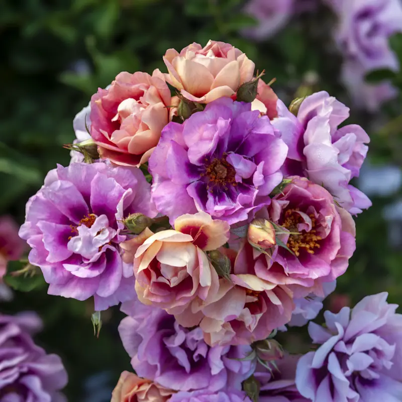 Easy on the Eyes™ Shrub Rose - Image 9