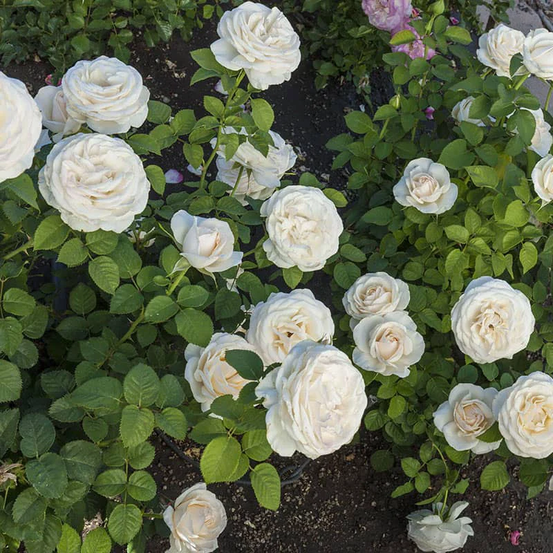 Easy Spirit™ Floribunda Rose - Image 3