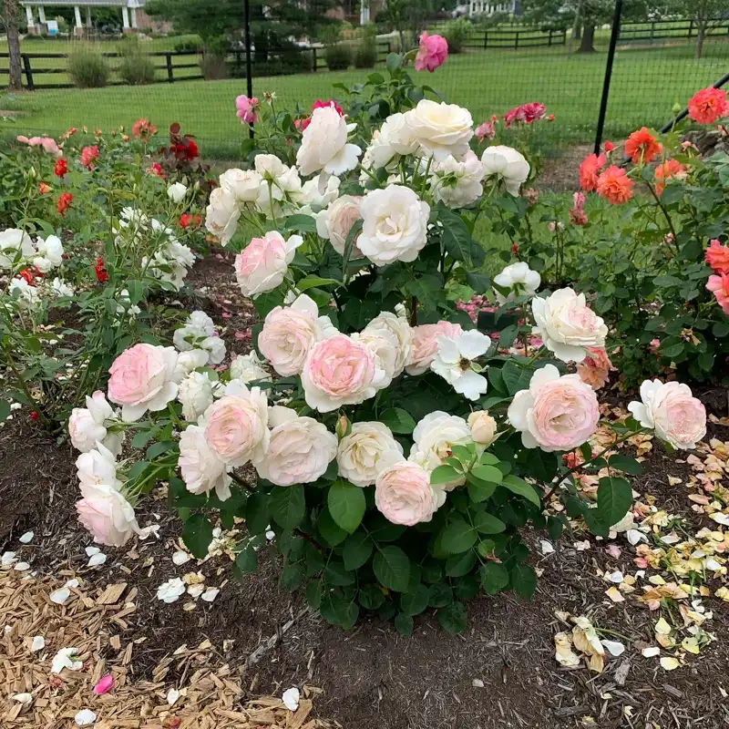Easy Spirit™ Floribunda Rose - Image 4